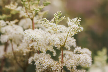 Meadowsweet or Filipendula ulmaria flowers. Medicinal plant in the natural environment.