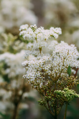 Meadowsweet or Filipendula ulmaria flowers. Medicinal plant in the natural environment.