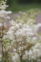Meadowsweet or Filipendula ulmaria flowers. Medicinal plant in the natural environment.