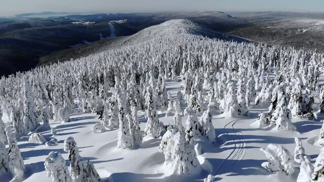 flyin over frozen trree's during the mountain sunny day on the top of the hill