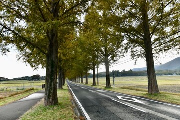 Fototapeta premium 滋賀の高島市のマキノのメタセコイア並木道