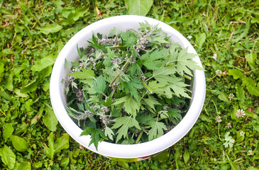 The Motherwort plant in the bowl