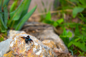 Blue bumblebee on a blossoming sakura tree. Beautiful spring landscape of wild nature.