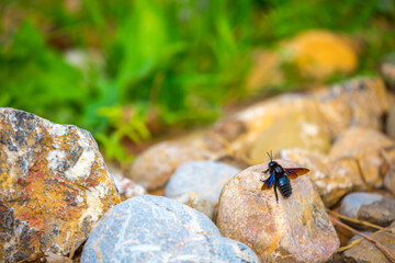 Blue bumblebee on a blossoming sakura tree. Beautiful spring landscape of wild nature.