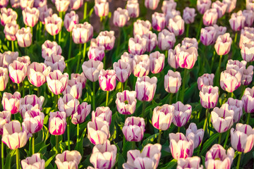 Blooming tulips in Holland. Field of white - pink tulips close-up as a concept of the holiday and spring. Pink and red tulips at the Holland Flower Festival.