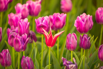 Blooming Tulips. Spring floral background. Field of bright beautiful tulips close-up. Pink and purple tulips at a flower festival in Holland. long banner