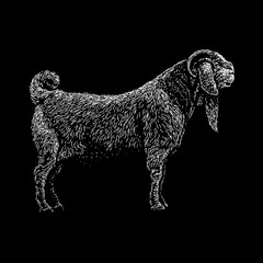 Savanna Goat hand drawing vector isolated on black background.