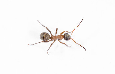 Ants on white background isolated