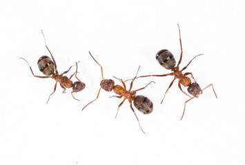 Ants on white background isolated