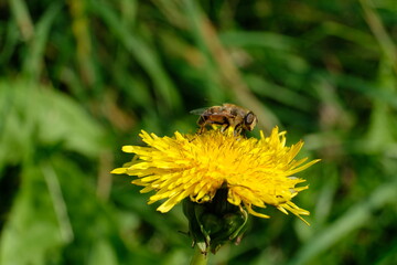 FU 2021-09-18 Feld 40 Auf der gelben Blüte sitzt eine Biene