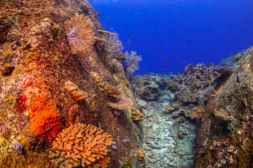 coral reef in the ocean