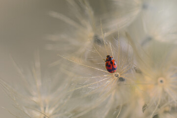 ladybug on a flower