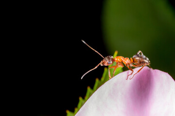 Ants on a flower in the garden drink the rossa looking for food, gardening life, beautiful bright coloring with space for text education science nature school, training