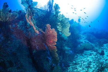 Obraz na płótnie Canvas coral reef and diver