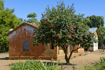 Hibiscus en fleurs dans un village de Madagascar