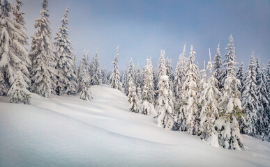 Fototapeta premium Untouched winter landscape. Stunning morning scene of mountain forest. Incredible winter view of Carpathian mountains, Ukraine, Europe. Beauty of nature concept background.