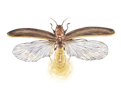 watercolor firefly, brown wings, glowing light clip art preview