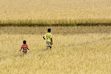 Enfants dans une rizière à Madagascar 