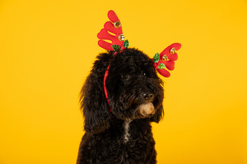 Concept of Merry Christmas, funny Christmas dog