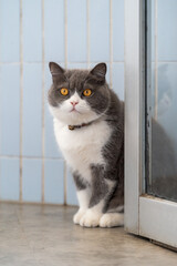 British Shorthair cat sitting by the door