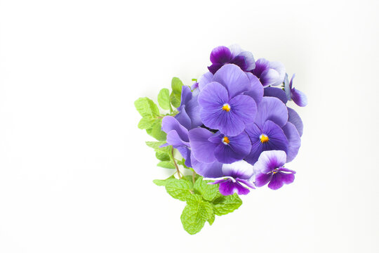 スミレとハーブのミント