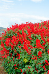 Salvia Splendens flower in the garden in Chiang Mai, Thailand 