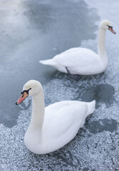 White swans on the ice in winter. Soft focus.
