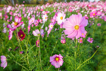 Obraz premium cosmos flowers full blooming in the field.