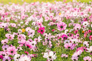 Obraz na płótnie Canvas cosmos flowers full blooming in the field.