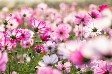 Obraz premium cosmos flowers full blooming in the field.