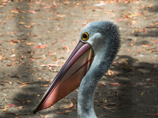 Close-up portrait of a pelican. White and gray plumage of a pelican. Against the background of the...