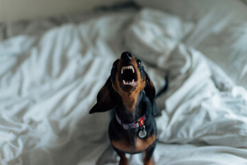 dog in bed