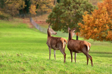 Naklejka na ściany i meble Two red deer hinds standing alert in the autumn color nature.