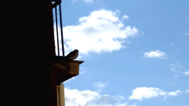 Pigeon sits on the ledge of a balcony against a blue sky with running clouds