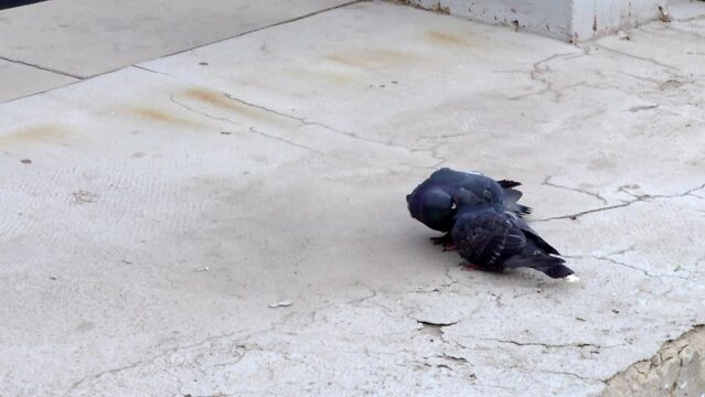 Couple of pigeons kissing passionately each other