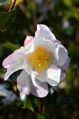 Obraz premium ピンク色の秋のサザンカ（山茶花