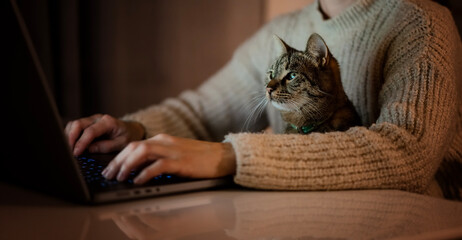 A beautiful gray cat in the hands of the female owner looking curiously at the laptop screen