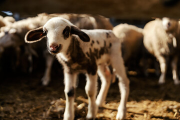 Fototapeta premium A little lamb in cote looking curiously at the camera.