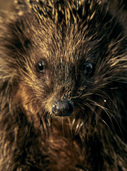 Close-up portrait of a young hedgehog