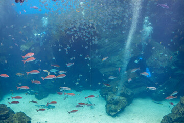 Xpark Aquarium in Taiwan