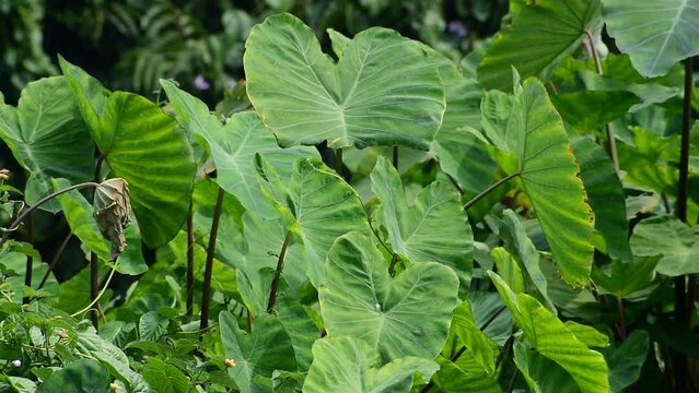 Taro leaves (Colocasia esculenta, talas) with natural background