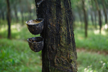 The Bowl of white latex liquid extracted from rubber plantation