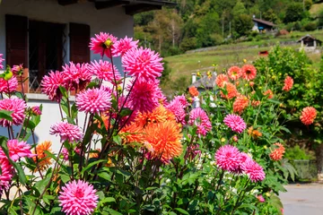 Fensteraufkleber Colorful dahlia flowers in a garden © olyasolodenko