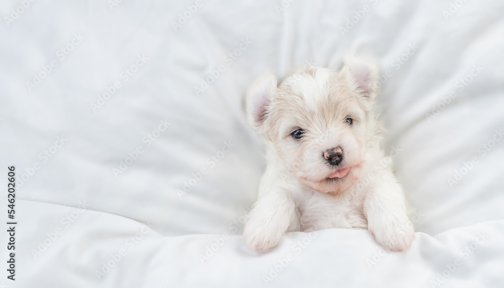 Poster Funny tiny Bichon Frise puppy lying under  white blanket on a bed at home. Top down view. Empty space for text