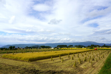 Fototapeta na wymiar 秋の実りを迎えた稲の収穫