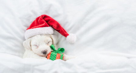 Sleepy Maltese puppy wearing red santa hat hugs gift box under white blanket on a bed at home. Top down view. Empty space for text