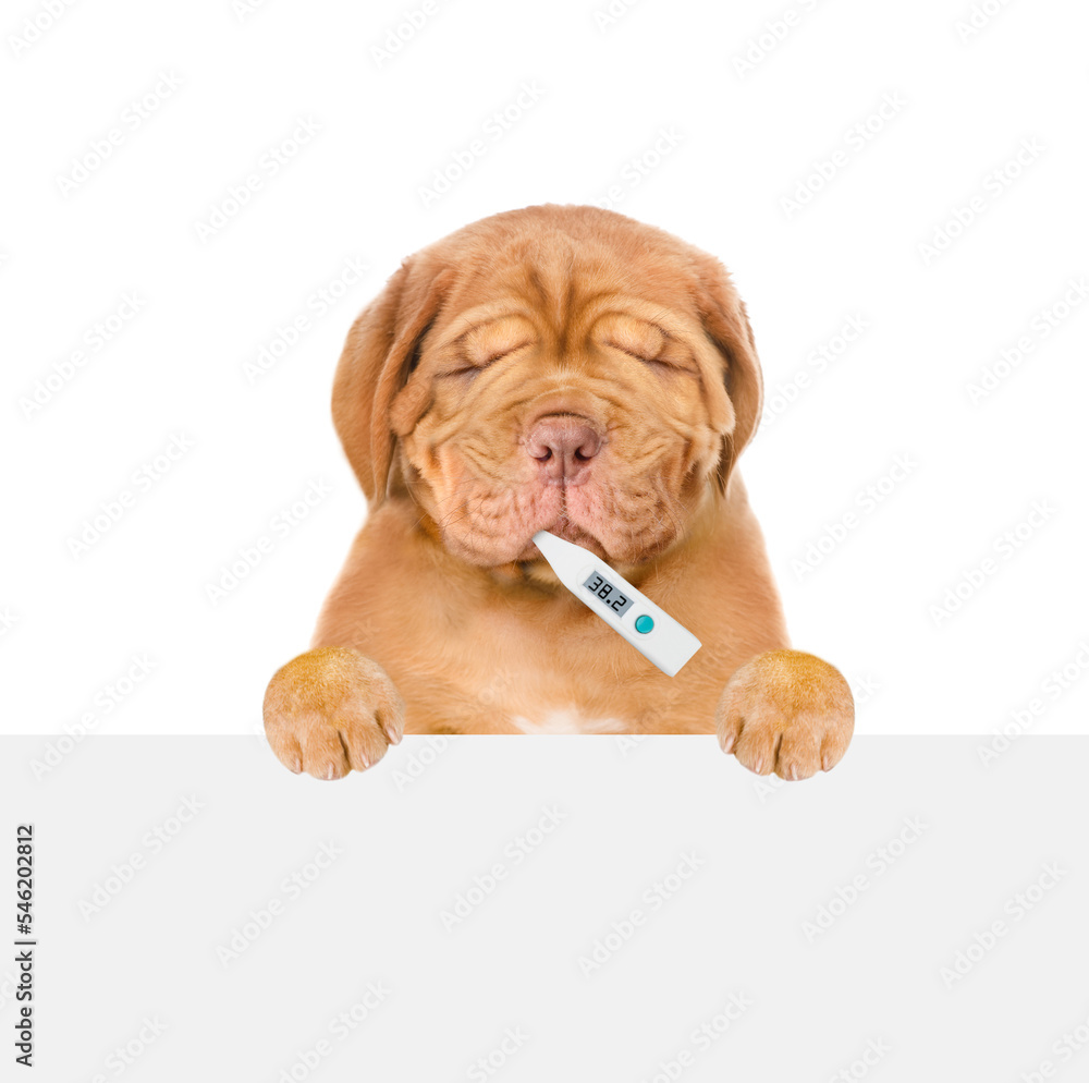 Poster unhappy sick puppy with holds thermometer. isolated on white background