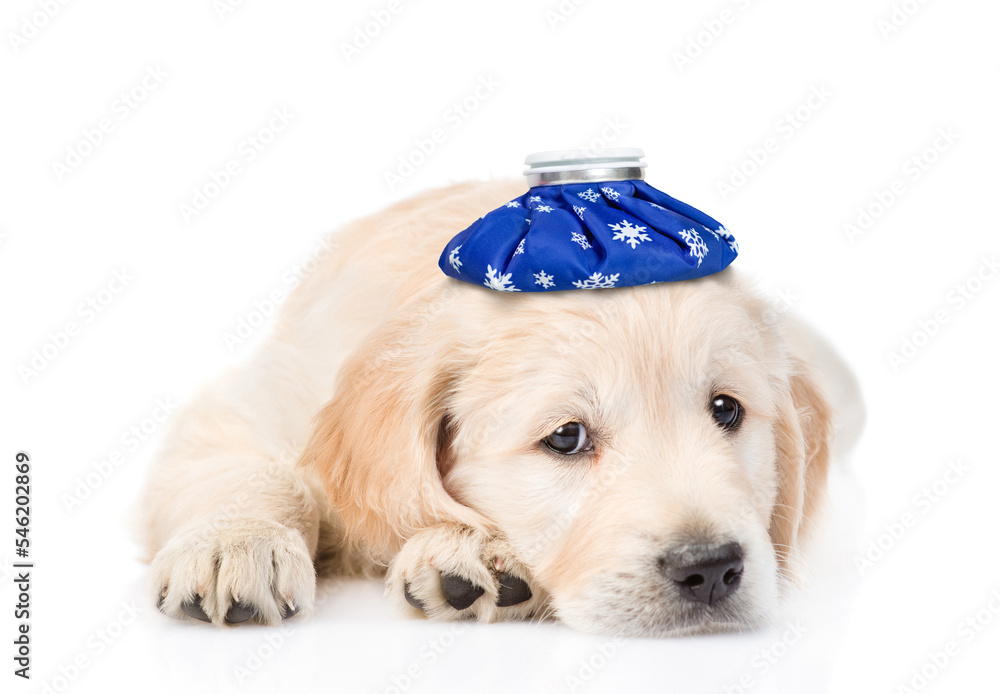 Poster sad golden retriever puppy with ice bag or ice pack on it head lying in front view. isolated on whit
