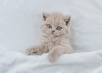 Cozy kitten lying under white blanket on a bed at home and looks up. Top down view