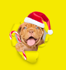 Happy puppy wearing red santa hat looking through a hole in yellow paper and holding candy cane